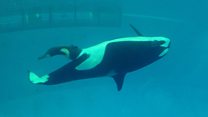 Birth of baby orca captured at SeaWorld
