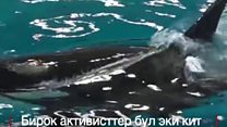 Жаңы туулган кит