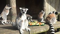 Keeping track of 750 wild animals