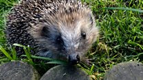The foster carers helping hedgehogs