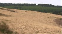 Mountain wilding 'to attract back species'