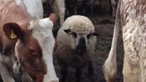 Ram 'thinks he is a cow'