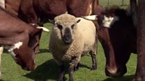 Ram 'thinks he is a cow'