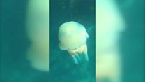 Huge jellyfish filmed off Cornwall