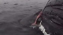 Great white shark snacks on whale buffet