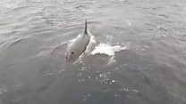 Killer whales filmed on mobile phone