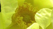 How does climate change affect gardens?