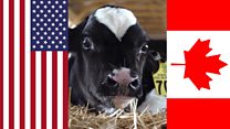 Why is Trump threatening Canada over milk?