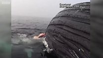 Шундай қилиб акула китни ебди уммонда...