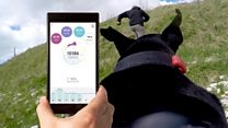 Is your dog fitter than Diego?