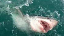 Awesome shark snagged by fishermen
