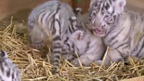 White tiger cub quadruplets in Austria