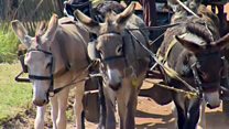 Donkeys under threat as demand for hides grows