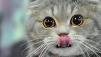 耳が垂れ下がった猫品種に繁殖停止求める声