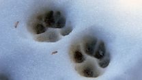 Searching for the elusive Iberian wolf