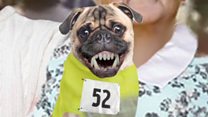 Tight shorts: Five strange things about the Belfast marathon