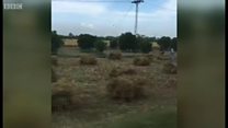 گندم کی کٹائی کا موسم بارشوں سے متاثر