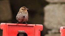 Birdwatchers flock to Orkney for rare bird