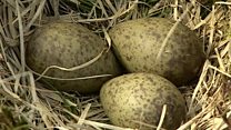 Electric fences protect curlew eggs