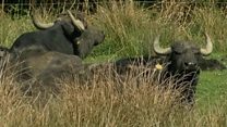 Water buffalo help maintain marshland