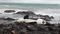 Washed up whale 'most contaminated' on record