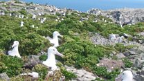 Counting albatrosses from orbit