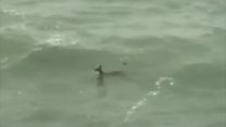 Deer plays in the surf in Cornwall