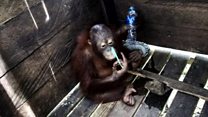 Orangutan rescued from box in Borneo