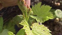 Farmers' crop fears over lack of rain