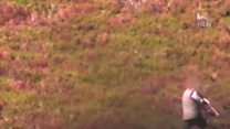 Video shows alleged hen harrier shooting