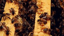 CEO: What I learnt from bees