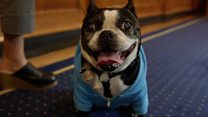 Doggy day at a US government department