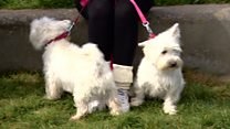MSPs' pets compete for dog of the year