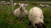 Caoraich air an goid