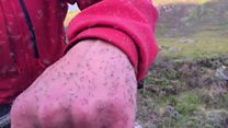 Scotland set for 21 billion biting midges