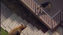 Daring dog chases off bear