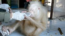 Rare albino orangutan rescued