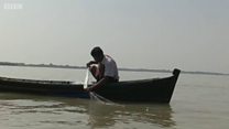 Số phận cá hilsa ở Myanmar