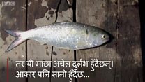 खोइ मेरो माछा?