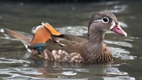 The duck that is changing sex