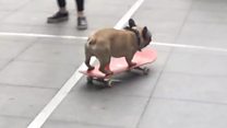 French bulldog tries to skateboard into BBC