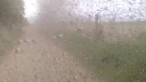 Huge swarm of non-biting midges