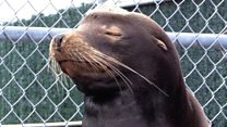 Aquarium rescues sea lion shot in face