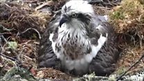Webcam footage of osprey chick hatching
