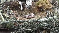 Newly attached osprey attempts to feed