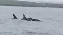 Killer whales pass Orkney fishing boat