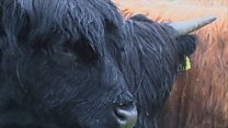 Obair-fearann ùir ga thaisbeanadh an Lios Mòr