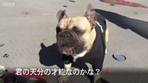 ロンドン席巻するスケートボーダーはフレンチ・ブルドッグ