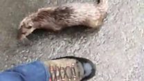 Otter chases man along Eskdalemuir road