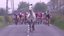 Horse gate-crashes Irish cycle race